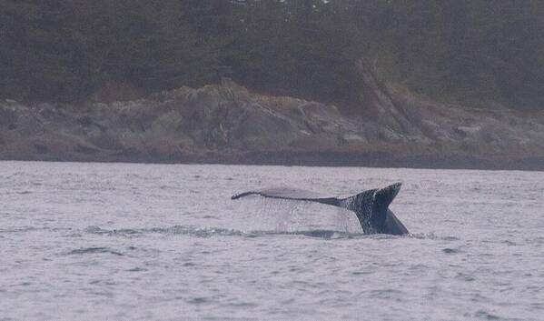 Whale Tail in Misty Waters - Art Print