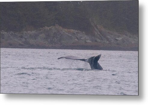 Whale Tail in Misty Waters - Metal Print