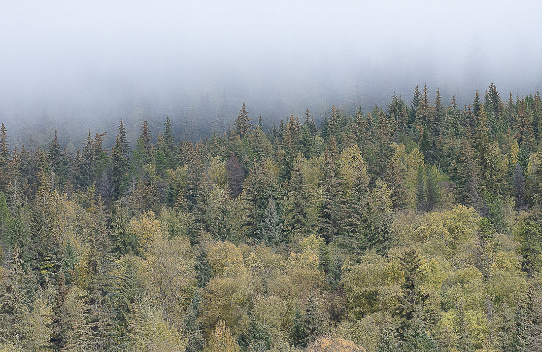 Trees in Alaska
