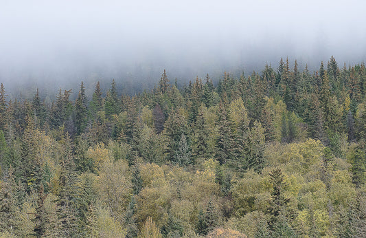 Trees in Alaska