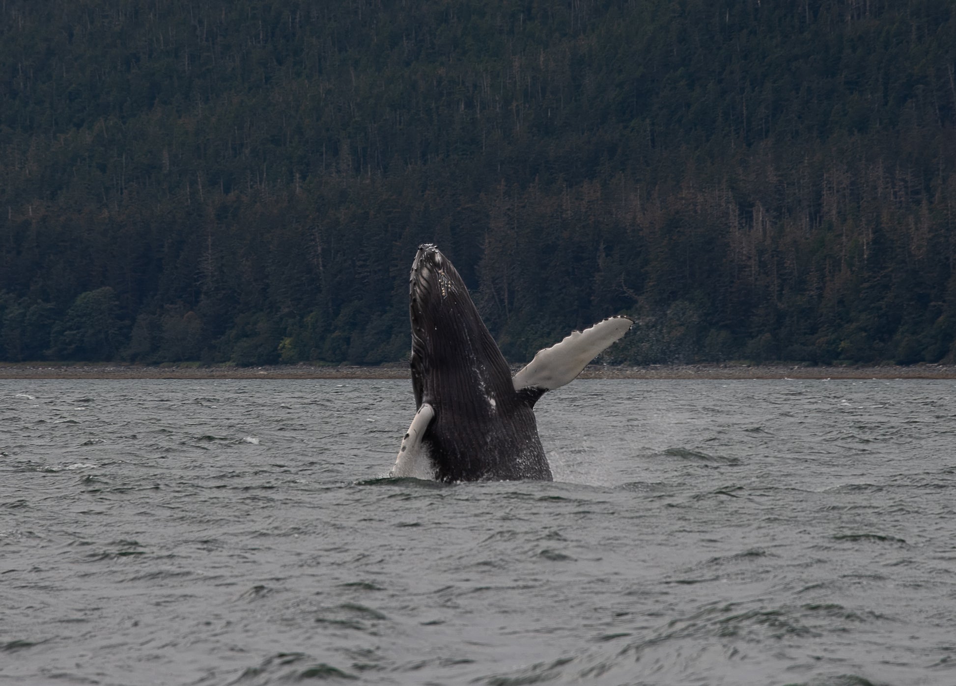 Alaska baby whale breaching
