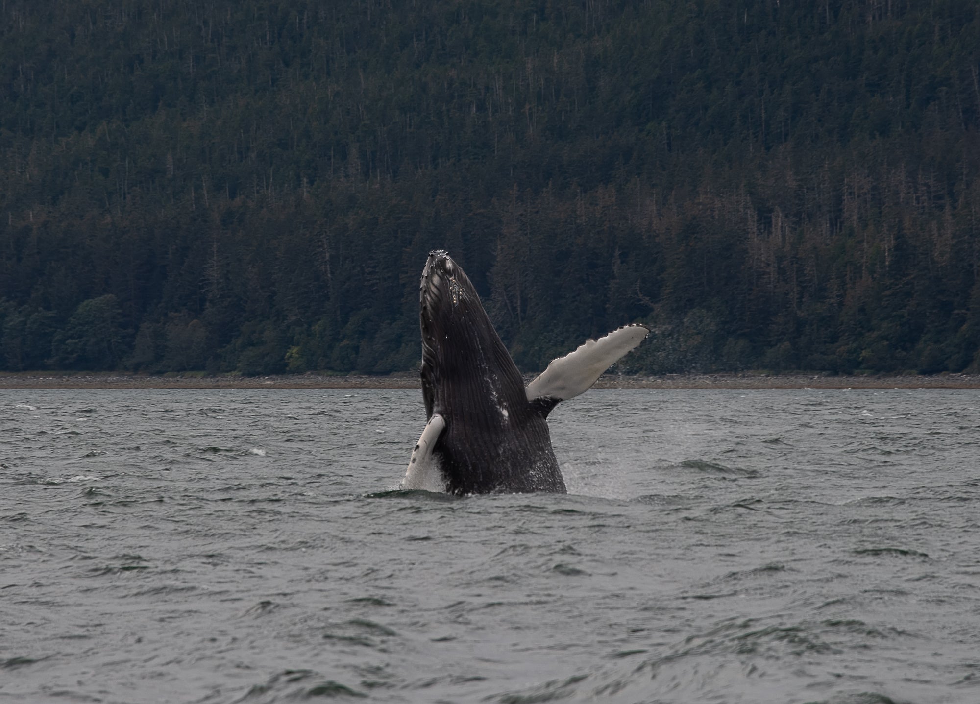Alaska baby whale breaching