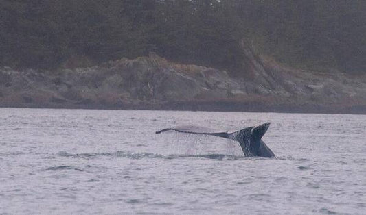 Whale Tail in Misty Waters - Art Print